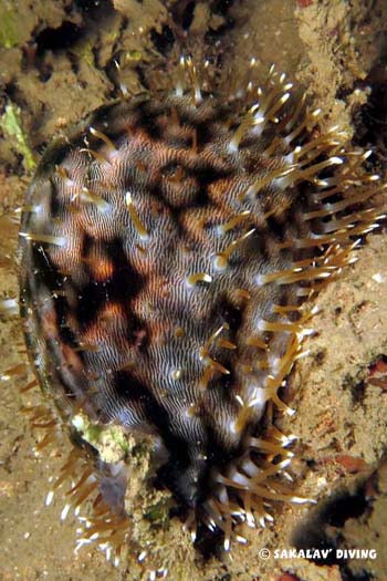 cypraea tigris en plongée de nuit à Nosy Be